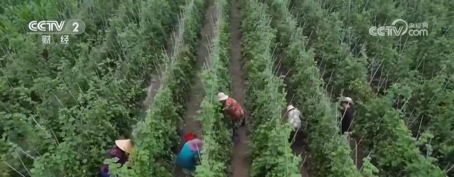 应对强降雨加强田间管理 确保蔬菜稳产保供(图2)