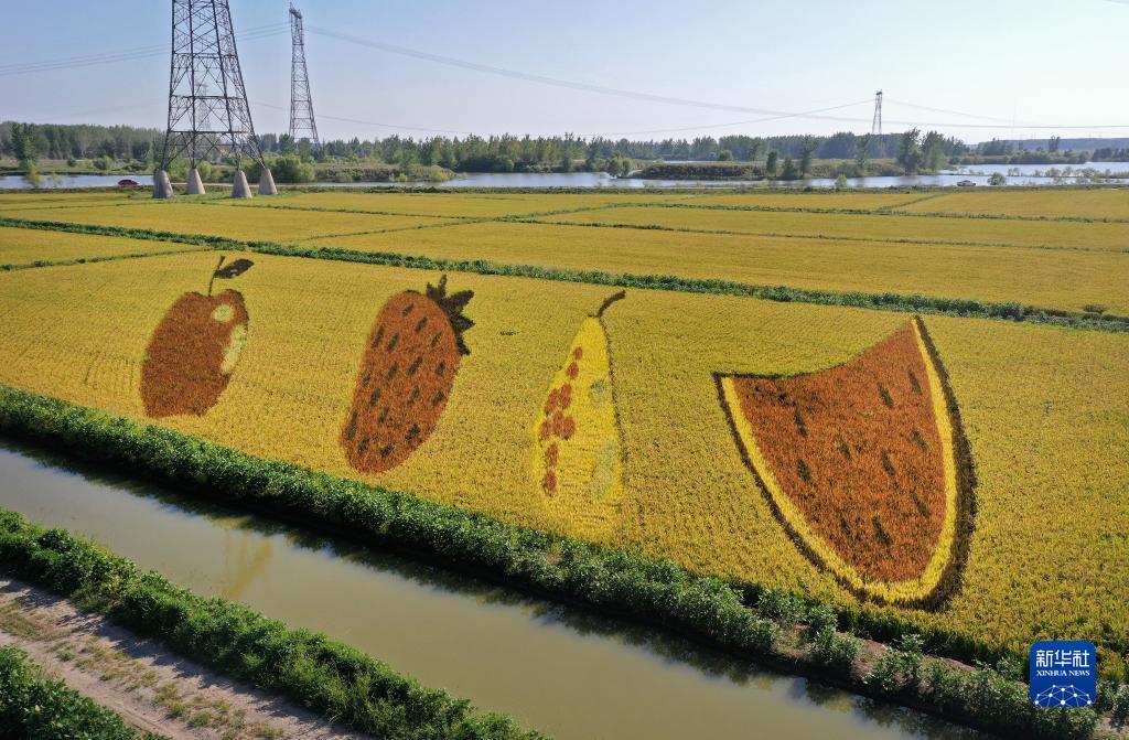 多彩稻画(图1)