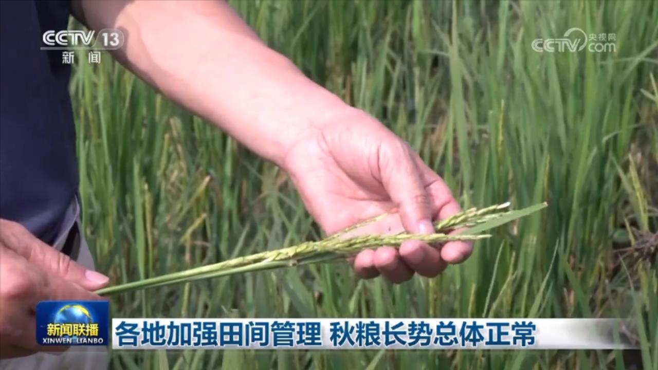 各地加强田间管理 秋粮长势总体正常(图2)