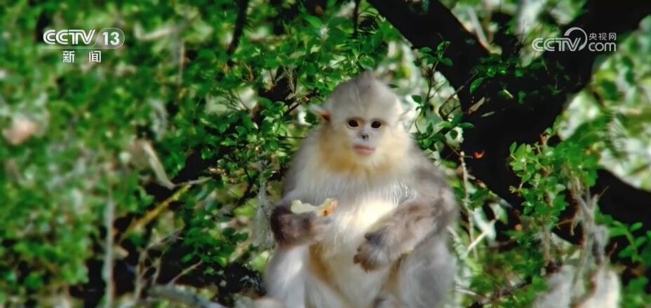 加强生物多样性保护 “雪山精灵”滇金丝猴种群数量稳步增加(图2)