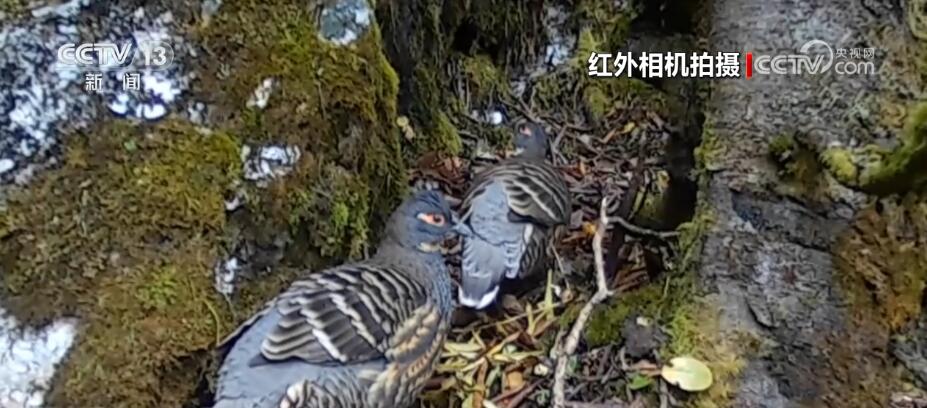 哈巴雪山监测到多种珍稀保护动物 生物多样性保护成效明显(图2)