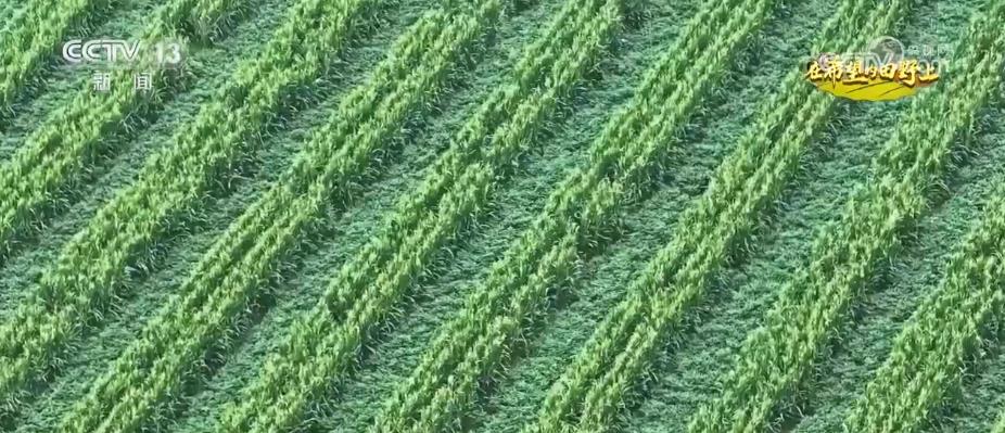 发展大豆玉米带状复合种植 挖掘潜力提升大豆产能(图1)