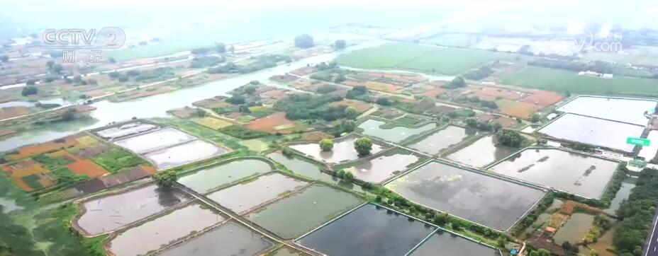 江苏泰州70万亩蟹塘进入收获季 小螃蟹带动56亿元大产业(图1)
