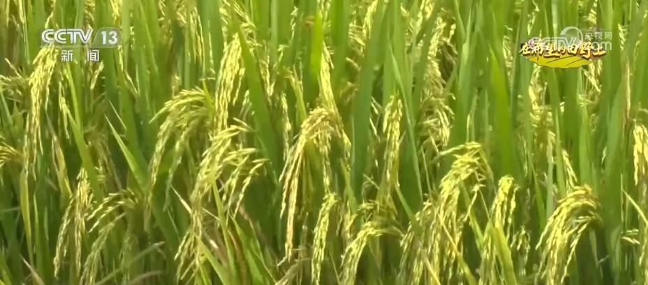 统筹调度区域内农机装备 陕西汉中122万亩水稻喜迎丰收(图2)