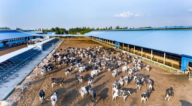 蒙牛不忘初心“强乳兴农” 探索产业振兴助力乡村振兴新路径