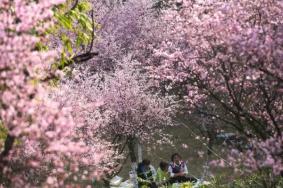 2024春节期间重庆赏花有哪些地方
