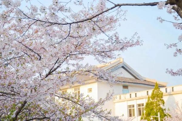 2024武大樱花什么时候开