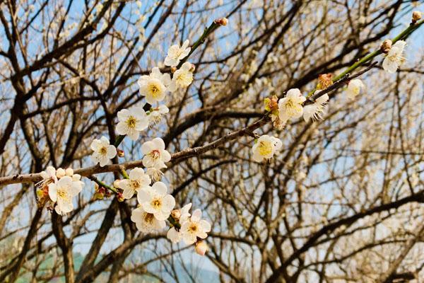 武汉哪里看梅花好