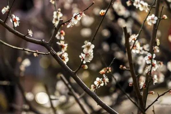 武汉哪里看梅花好