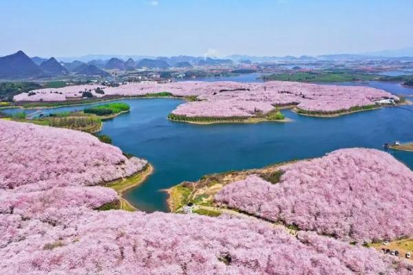 贵州平坝樱花2024开放时间 平坝樱花在哪里
