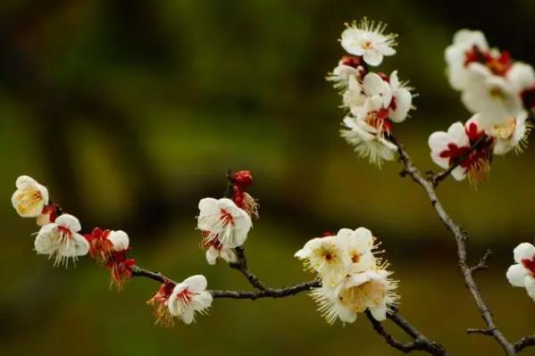 苏州去哪里看梅花