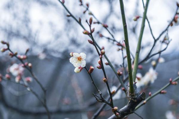 超山梅花节2024门票多少钱