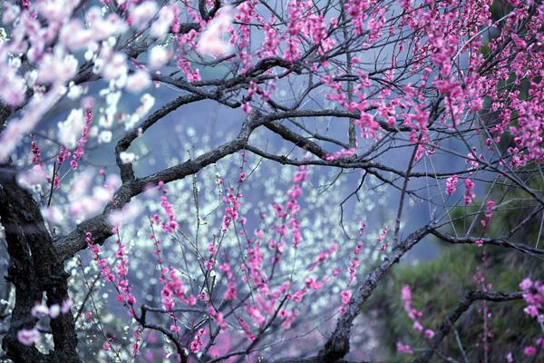 南京梅花节赏梅景点