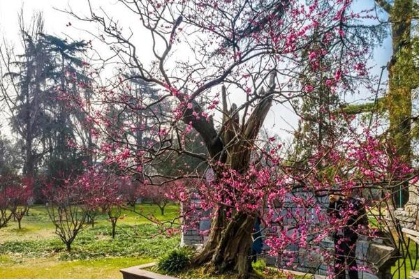 南京梅花节赏梅景点