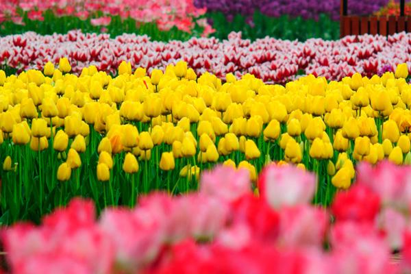 成都郁金香花海在哪里