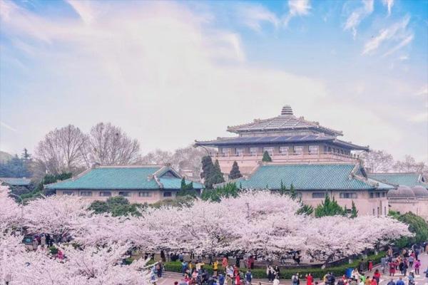 2024武汉大学樱花什么时候开花 最佳观赏时间是什么时候