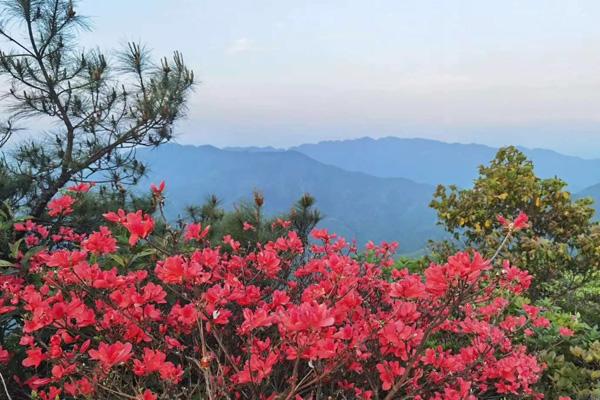 郴州春季赏花的地方有哪些