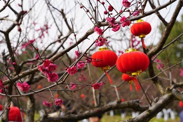 2024上海梅花节时间+地点+门票+交通+介绍