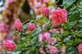 南宁月季花观赏地点有哪些