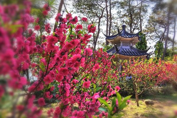 南宁哪里有桃花
