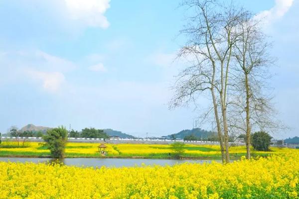 潼南油菜花景区在哪里