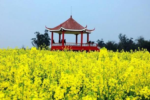 2024年重庆潼南菜花节什么时候举行 时间-地点-门票