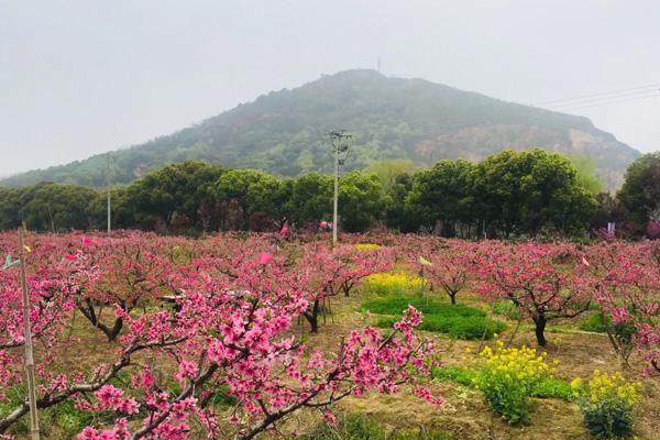 苏州春天赏桃花的地方有哪些