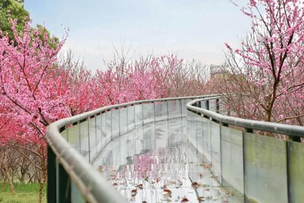2024年武汉花博汇春季有哪些花看？附花期时间