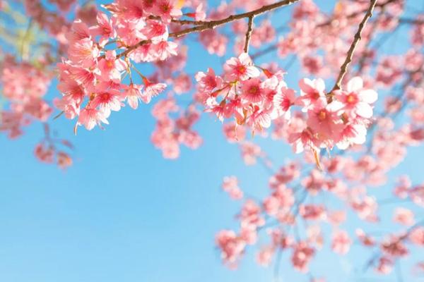长沙看樱花去哪里好
