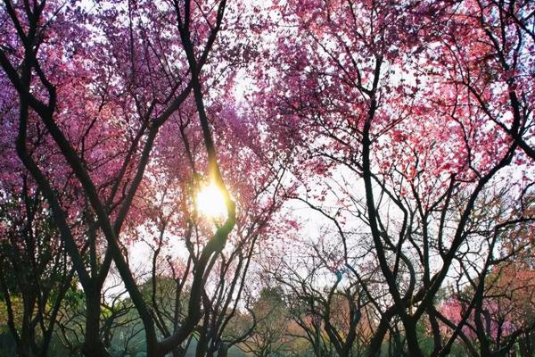 长沙看樱花去哪里好