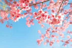 长沙看樱花去哪里好