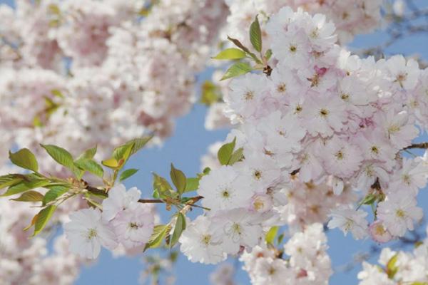 长沙看樱花去哪里好