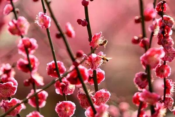 长沙小众赏梅花的地方在哪里