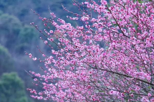 长沙小众赏梅花的地方在哪里