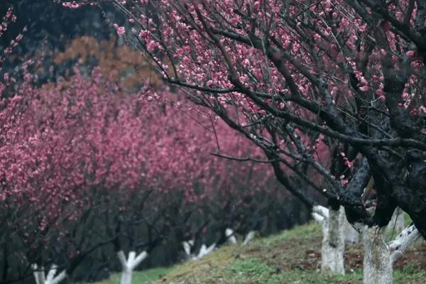 长沙小众赏梅花的地方在哪里