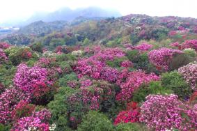 2024贵州毕节百里杜鹃花攻略花期+交通