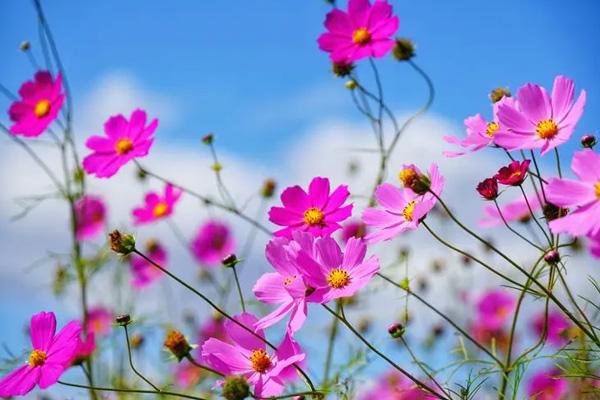 中山观赏格桑花的地方在哪
