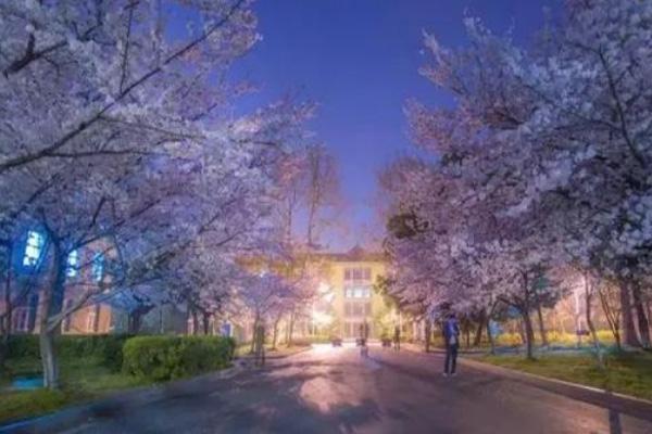 2024南京赏樱花有哪些地方 南京赏樱花的最佳时间