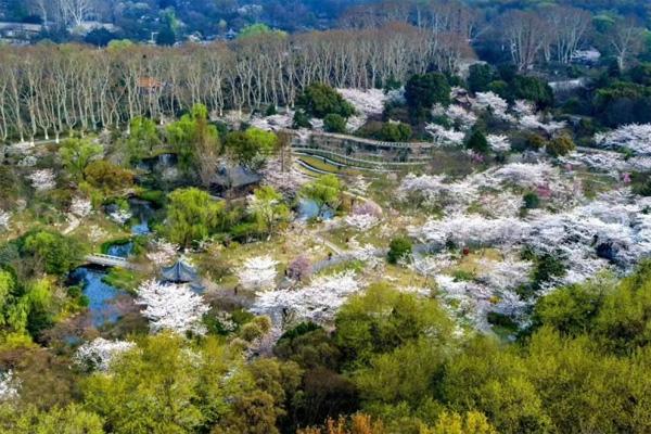 2024南京赏樱花有哪些地方 南京赏樱花的最佳时间