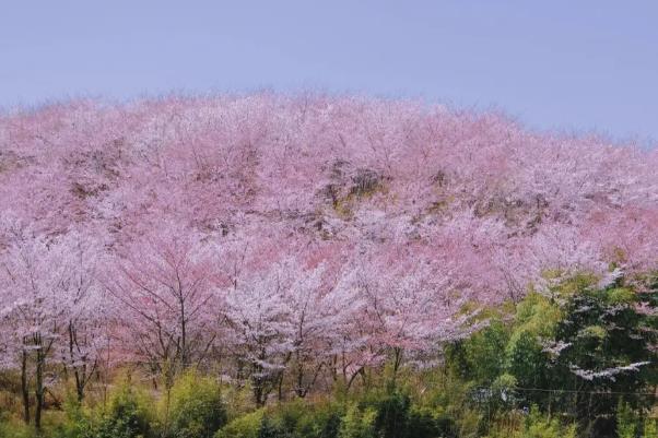 2024平坝樱花开了吗 平坝樱花什么时候开放