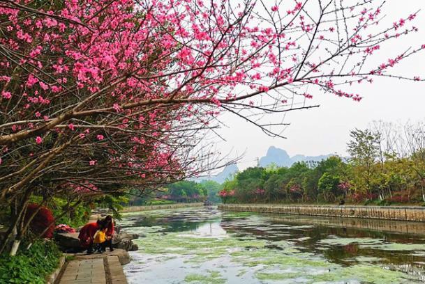 桂林3月份有什么花可以看
