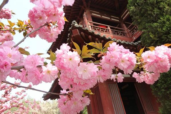 2024年西安青龙寺樱花几月开 开了吗现在