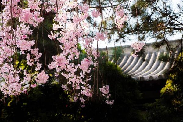 青龙寺樱花什么时候开 2024西安青龙寺樱花票价及开放时间介绍