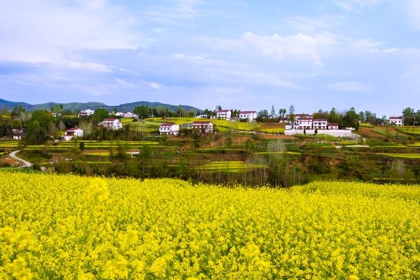 西安看油菜花的地方都有哪些