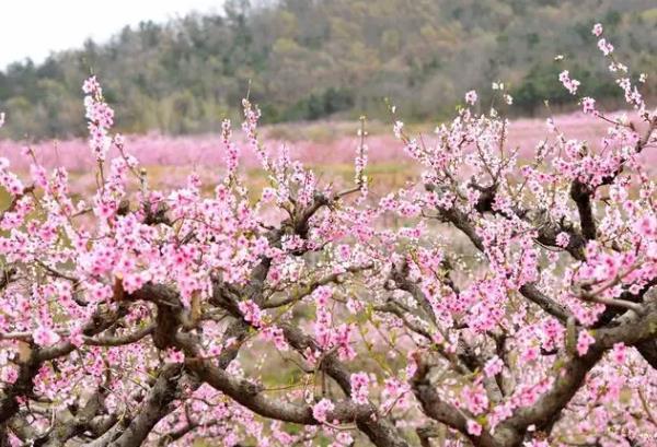 青岛春季赏花的地方有哪些 赏花最佳时间