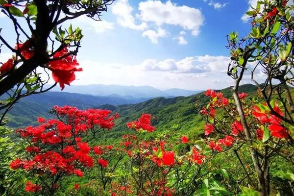 柳州杜鹃花哪里多