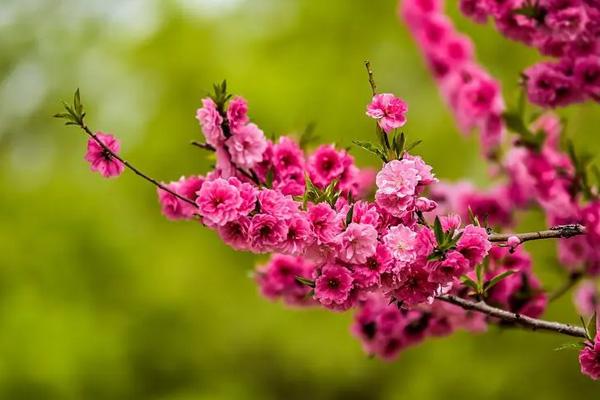 柳州哪里有桃花