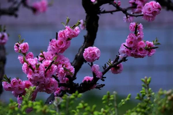 长沙哪里看梅花