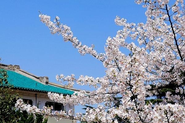 2024武汉赏樱花的最佳时间是几月份