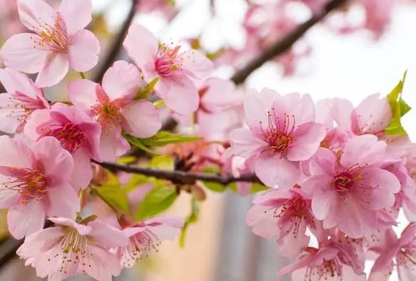 2024武汉赏樱花的最佳时间是几月份